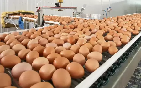 El huevo es considerado el principal sustituto de la carne por su practicidad, versatilidad y alto valor nutricional.