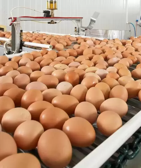 El huevo es considerado el principal sustituto de la carne por su practicidad, versatilidad y alto valor nutricional.