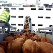 Animalistas cruzaron a Milei por "Los barcos de la muerte" y por la Ley Conan: "Es un desastre"