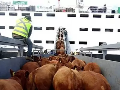 El ganado subiendo a "los barcos de la muerte" en los que viajan cientos de das en pleno sufrimiento.