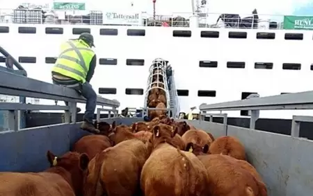 El ganado subiendo a "los barcos de la muerte" en los que viajan cientos de das en pleno sufrimiento.