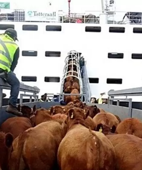 El ganado subiendo a "los barcos de la muerte" en los que viajan cientos de das en pleno sufrimiento.