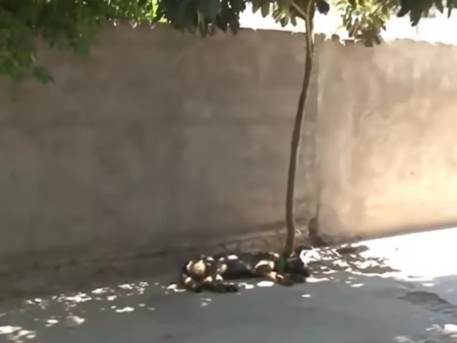 Un perro llevó a su casa una bolsa con resto humanos en Córdoba