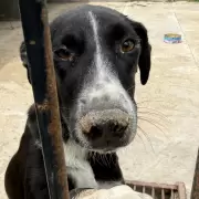 Abandono animal en Navarro: la historia del Hospital Veterinario fantasma y el silencio de las autoridades