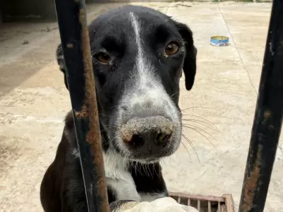 Desde UNAN denuncian el cierre del complejo y peligra la vida de varios perros