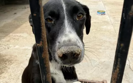 Desde UNAN denuncian el cierre del complejo y peligra la vida de varios perros