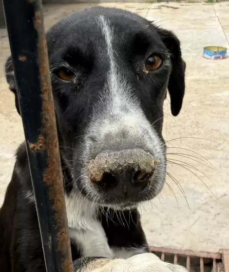 Desde UNAN denuncian el cierre del complejo y peligra la vida de varios perros