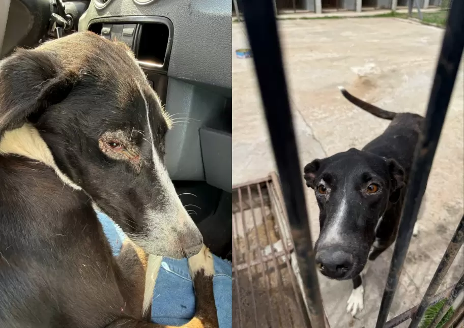 Desde UNAN denuncian el cierre del complejo y peligra la vida de varios perros