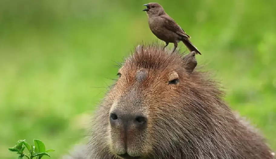 Carpinchos, los verdaderos dueños de Nordelta