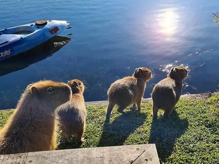 Carpinchos, los verdaderos dueños de Nordelta
