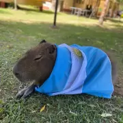 Carpinchos ganan la pulseada a la urbanización descontrolada de Nordelta: qué dice el fallo judicial que los protege