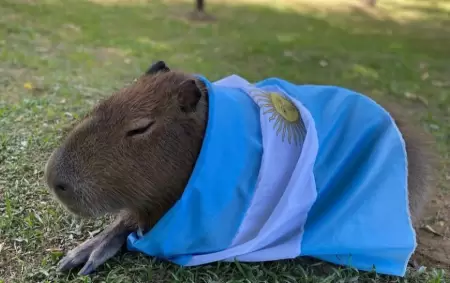 Un carpincho con la bandera argentina