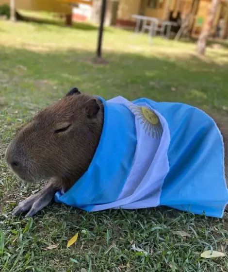 Un carpincho con la bandera argentina