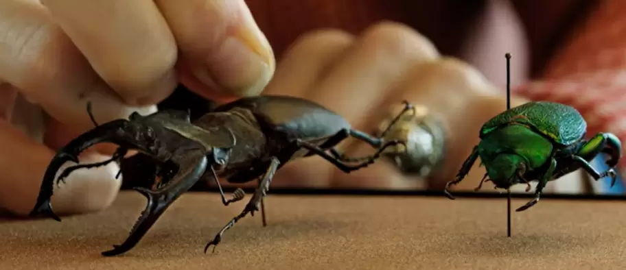 Una aventura visual que mezcla humor e inteligencia.