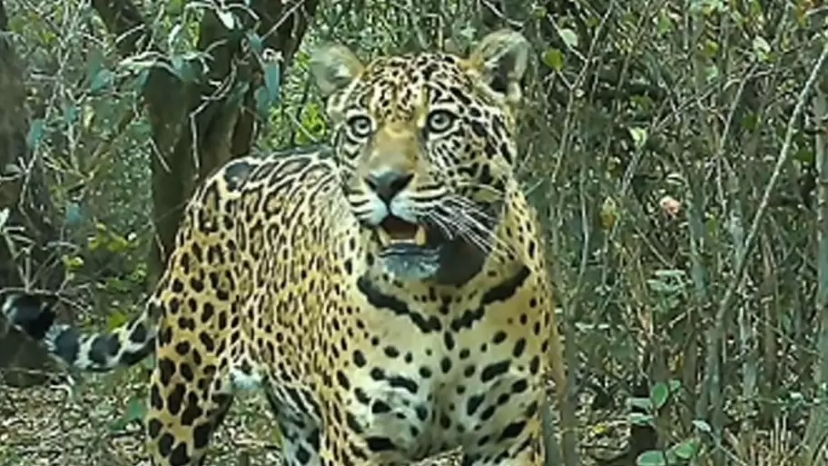 Siguen buscando respuestas sobre la desaparición de Acaí