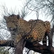 Desaparicin de Aca: la hiptesis ms dura y la millonaria recompensa que sacude al Chaco