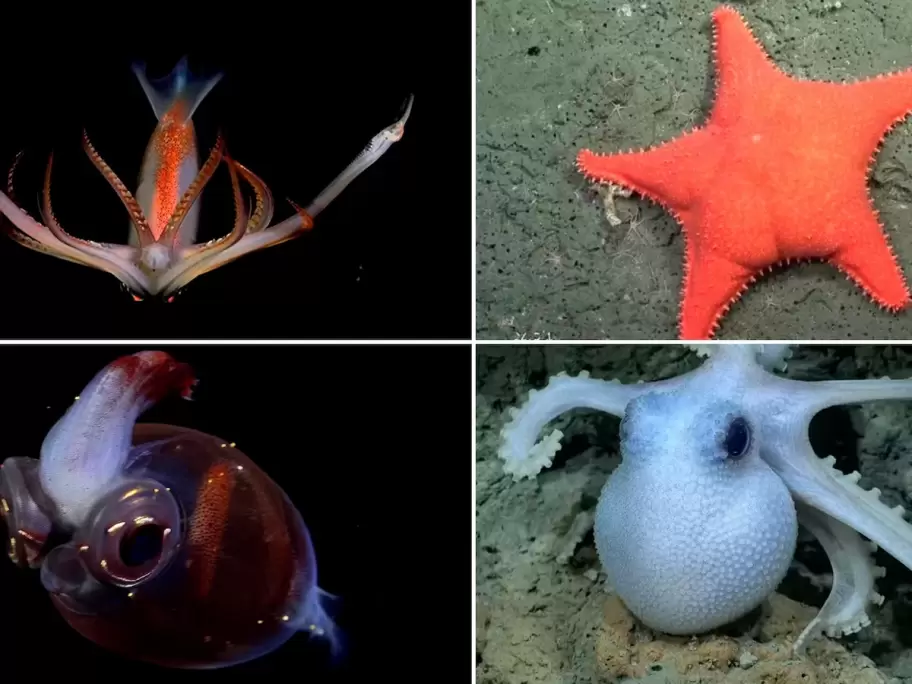 Las estrellas de la transmisión del Conicet