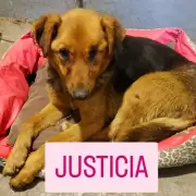 Horror en Rojas: una perra apareció atada con precintos y con lesiones compatibles con abuso sexual en la Planta de Reciclado