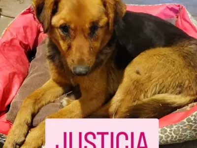 Una perra apareci atada con precintos y con lesiones compatibles con abuso sexual