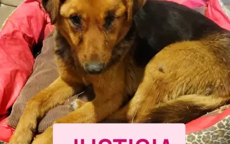 Una perra apareci atada con precintos y con lesiones compatibles con abuso sexual