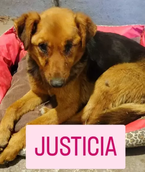 Una perra apareci� atada con precintos y con lesiones compatibles con abuso sexual