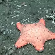 Volvi� la estrellita "culona": en el streaming del Conicet festejaron la aparici�n y bromearon�por su "falta de gl�teos"