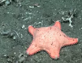 La nueva hippasteria phrygiana que encontr� el Conicet en su misi�n submarina y que evoc� a la "estrellita culona".
