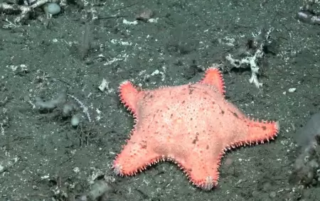 La nueva hippasteria phrygiana que encontr� el Conicet en su misi�n submarina y que evoc� a la "estrellita culona".