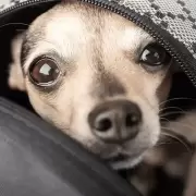 A partir de ahora los animales pueden viajar en trenes y micros de larga distancia: aqu� todo lo que ten�s que saber