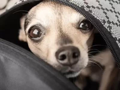 Ahora se puede trasladar mascotas en micros y trenes de larga distancia