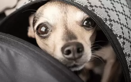 Ahora se puede trasladar mascotas en micros y trenes de larga distancia
