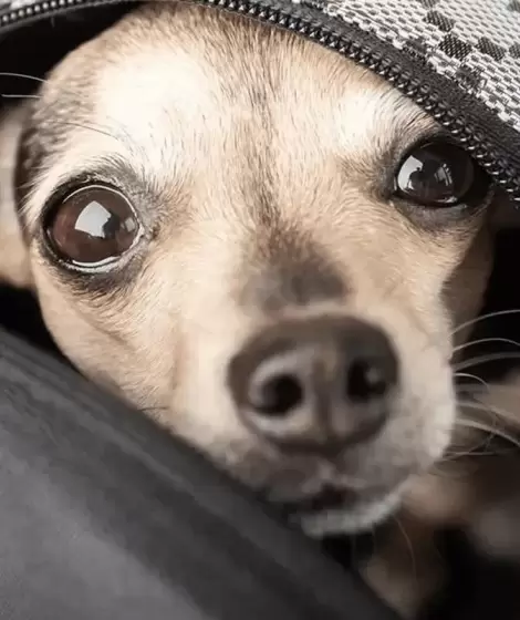 Ahora se puede trasladar mascotas en micros y trenes de larga distancia