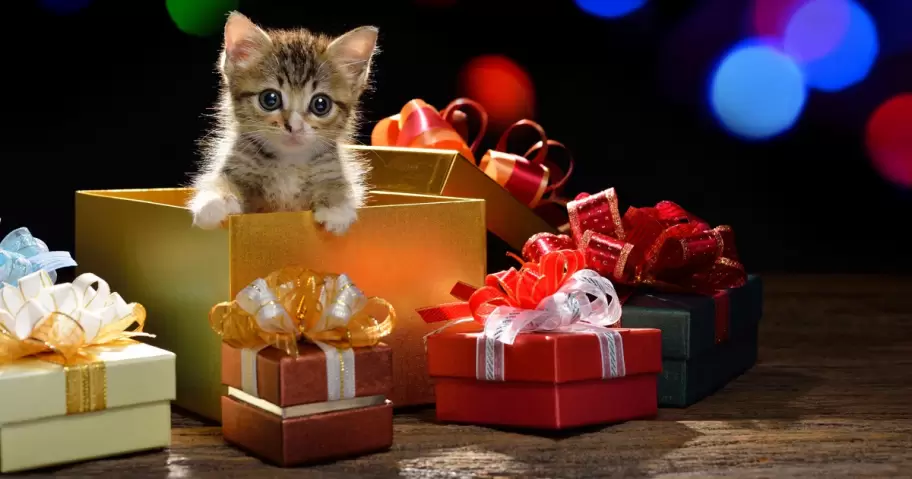 Festejos, adopciones y abandono: el lado B de regalar animales en las fiestas