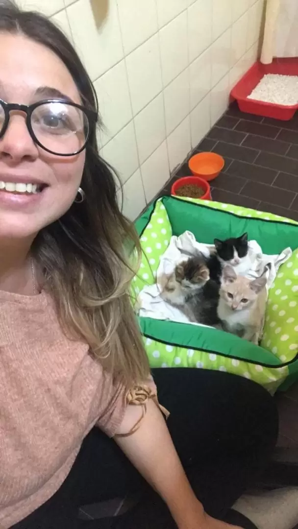 Todos los gatos que están en las fotos están en adopción, en caso de querer adoptarlos el medio es a través de Gatiseñal