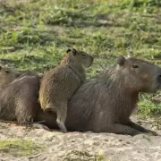 Pol�mica por el operativo contra carpinchos en Nordelta: "Se les va a disparar dardos"