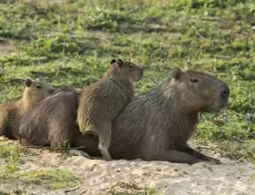 Carpinchos en Nordelta