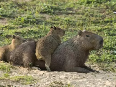 Carpinchos en Nordelta