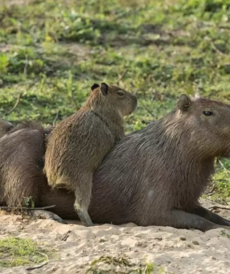 Carpinchos en Nordelta