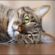 Sida felino en gatos: qué es el VIF, cómo se contagia y por qué no es un riesgo para humanos