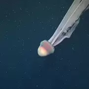 Espectacular hallazgo: apareci� una medusa fantasma gigante del tama�o de un colectivo en el Mar Argentino