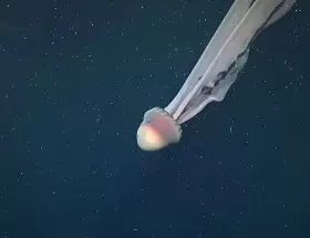 Stygiomedusa gigantea en el Mar Argentino