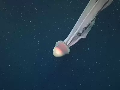 Stygiomedusa gigantea en el Mar Argentino