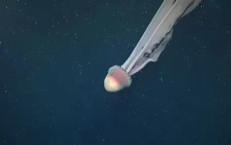 Stygiomedusa gigantea en el Mar Argentino