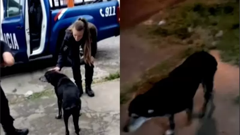 La perra callejera de aproximadamente diez a�os