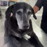 Indignaci�n en Rosario: denuncian abuso sexual contra una perra comunitaria y el acusado sigue pr�fugo