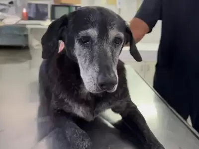 La perra callejera de aproximadamente diez a�os