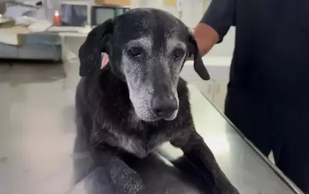 La perra callejera de aproximadamente diez a�os