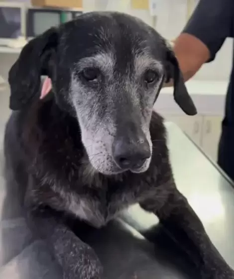 La perra callejera de aproximadamente diez a�os