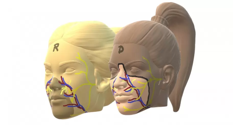 Los m�dicos involucrados prepararon y planificaron el trasplante en detalle utilizando tecnolog�as como modelos tridimensionales digitales