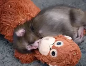 Punch, el mono viral